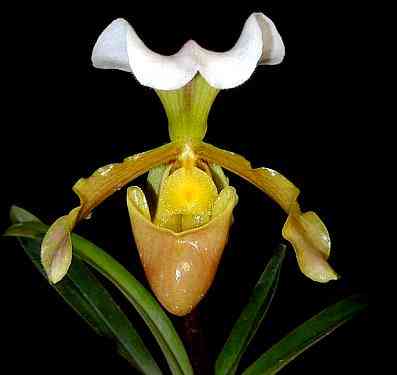 Paphiopedilum barbigerum